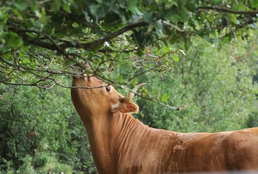 vache 