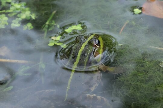 grenouille