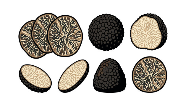 A gourmet vector illustration collection of black truffles, featuring whole fungi, textured slices, cross section halves, isolated on background.