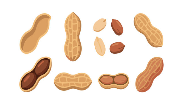A vector illustration collection of natural organic peanuts, featuring whole shells, cracked pods, raw half kernels, isolated on background.