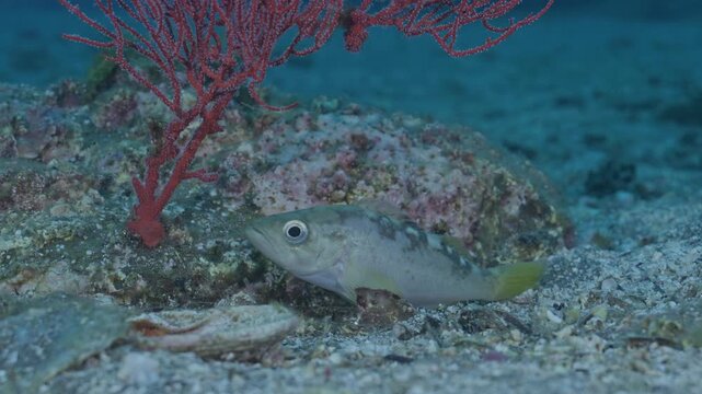 Young yellowtail rockfish resting on seabed.