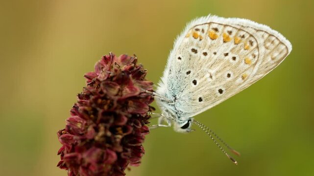 Polyommatus icarus european common blue macro close-up butterfly butterflies Lycaenidae perched resting roosting on the flower head of a Great Burnet Sanguisorba officinalis polyommatinae feeding