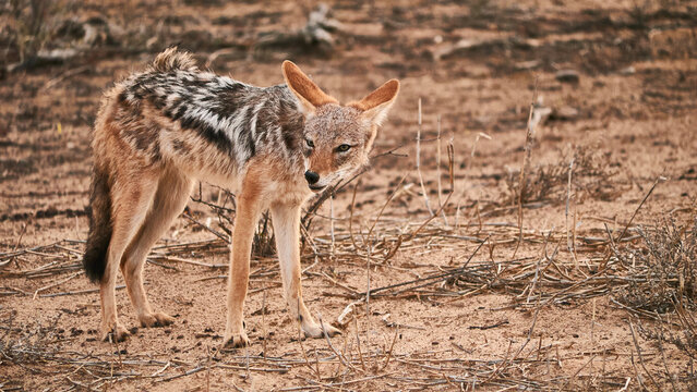 black-backed jackal, Canis mesomelas, in savannah, close 106