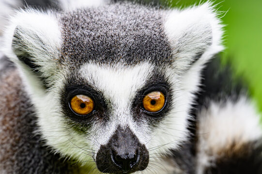 ring tailed lemur