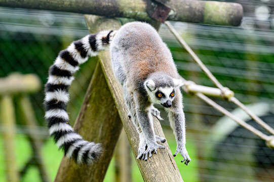 ring tailed lemur