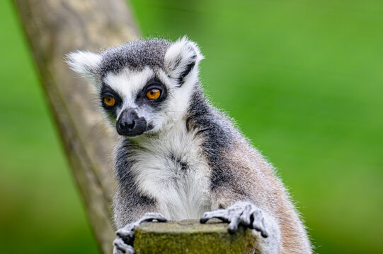 ring tailed lemur