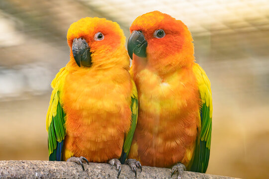 Sun conure