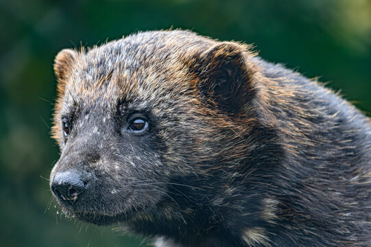 Wolverine