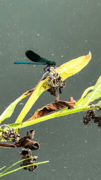 Banded Demoiselle Damselfly Perching on Aquatic Plant &mdash; Rijkevorsel, Belgium