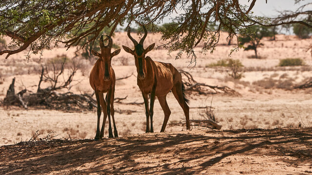 two red hartebeest, Alcelaphus buselaphus caama, resting in shadow 160
