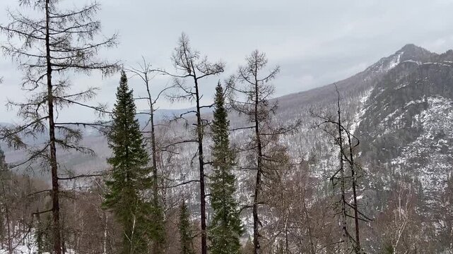 Close up of snow covered tree branches with mountains on background.