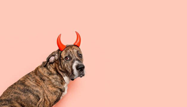 Halloween dog celebration concept with large brindle pitbull dog wearing red devil horns, funny costume, playful animal character, pet culture