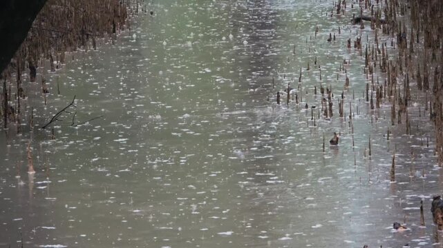 Cinematic heavy rain on pneumatophores beside the cannal in the sundarbans in mid shot