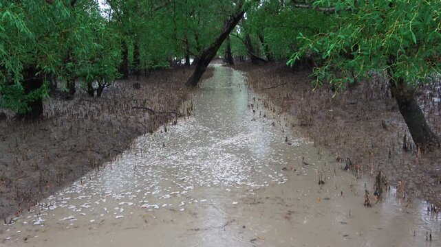 Cinematic heavy rain on pneumatophores beside the cannal in the sundarbans in mid shot