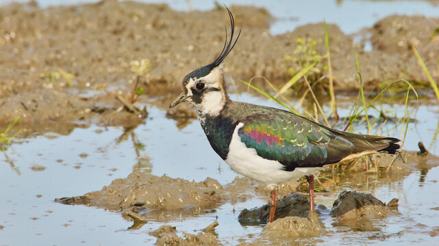 northern lapwing, Vanellus vanellus in shallow water, close 380