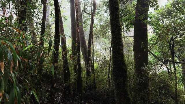 Tall forest trees rising through the dense canopy of Vietnam T&agrave; X&ugrave;a Primeval Forest, with filtered daylight illuminating the lush undergrowth of this remote natural landscape