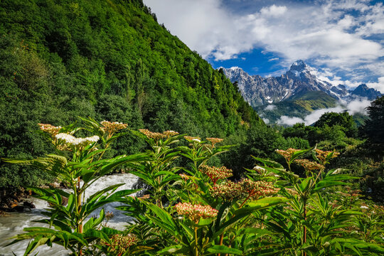 Panoramic summer landscape with Ushba mountain snowy peaks (4710m), Caucasus Mountains, Zemo Svaneti, Georgia	