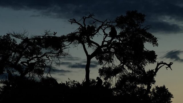 Silhouettes of a troop of chacma baboons sitting and climbing in a large tree at dusk, Chobe National Park.