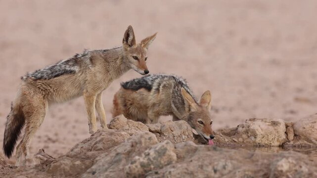 A pair of black-backed Jackal drinks from an artificial waterhole in the Kgalagadi Transfrontier Park, South Africa.