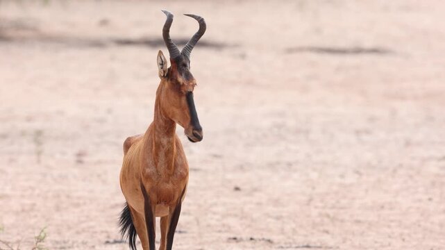 Close-up of an red hartebeest antelope standing in the arid Kalahari landscape of Kgalagadi Transfrontier Park, South Africa, looking alertly into the camera.