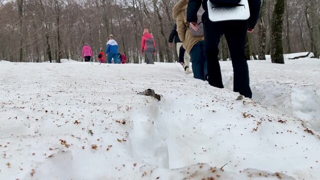 Group of tourists hiking with backpacks on snow trail in winter forest.