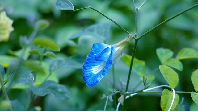 Close-up macro footage of a vibrant blue butterfly pea flower (Clitoria ternatea) in full bloom. The camera slowly captures the delicate petals, intricate natural textures, and rich blue-violet tones,