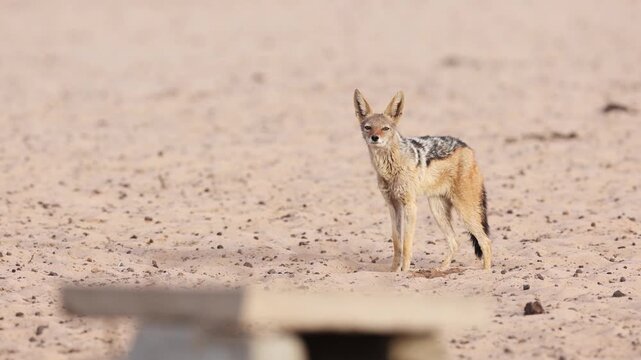 A black-backed Jackal stands in the arid landscape in the Kgalagadi Transfrontier Park, South Africa.