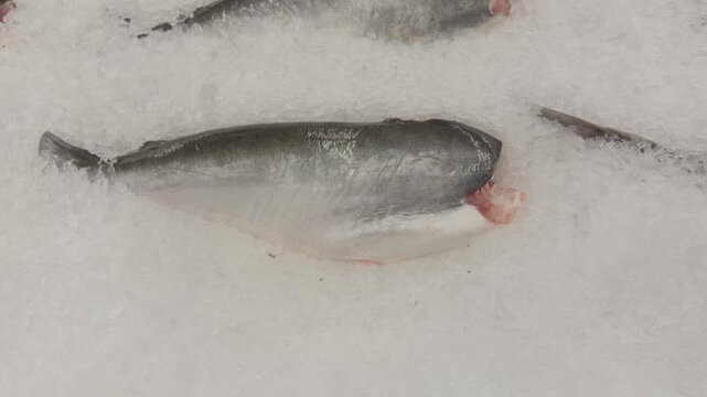 Freshly caught raw fish, decapitated and gutted, is presented on a shimmering bed of crushed ice, signifying freshness and quality for seafood lovers and culinary preparations