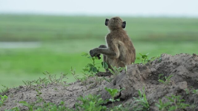 A young chacma baboon sits on a muddy hill feeding on some leaves, Chobe National Park, Botswana.