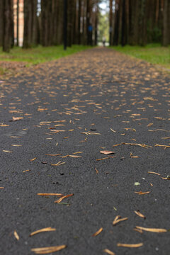 Low-angle shot of a dark asphalt path scattered with dry fallen pine needles and leaves in an autumn pine park alley. Seasonal nature landscape concept.