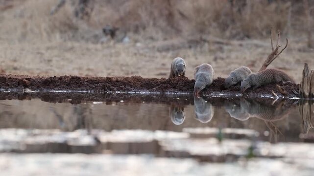 A group of banded mongooses arrives at a waterhole for an early morning drink in the Greater Kruger region of South Africa. Filmed from an underground hide at a low angle