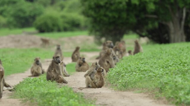 A troop of chacma baboons sits and lies relaxed along a two-track road surrounded by lush green vegetation in Chobe National Park, Botswana.