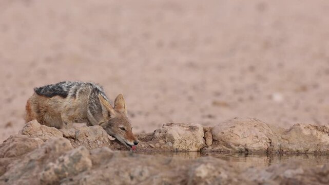 A pair of Black-backed Jackal drinking from an artificial waterhole in the Kgalagadi Transfrontier Park, South Africa.