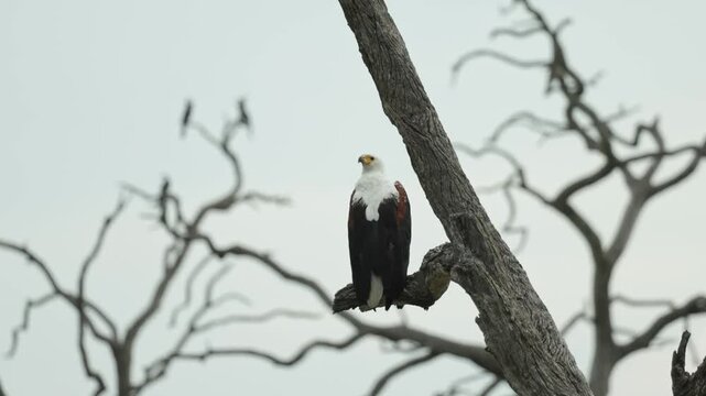 An African Fish-eagle perched on a dead branch, scanning its surroundings, Chobe National Park, Botswana.
