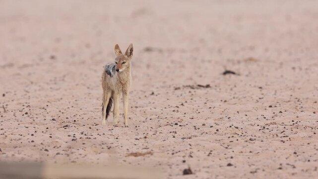 A black-backed Jackal stands in the arid landscape in the Kgalagadi Transfrontier Park, South Africa.