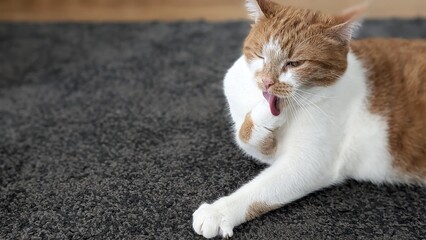 Cute ginger cat licking paw lying on carpet pet grooming © natalia