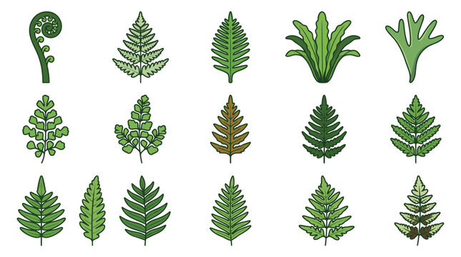 Comprehensive collection of exotic fern varieties and tropical leaf illustrations in a flat vector style, featuring diverse botanical fronds and fiddleheads isolated on white background.