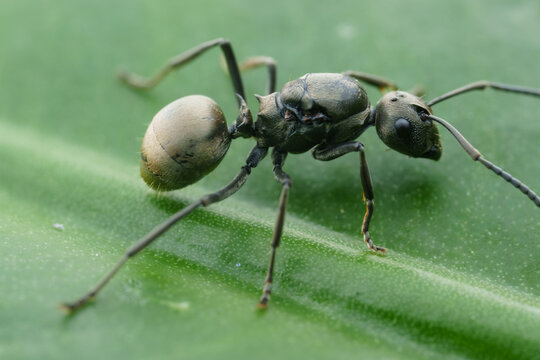 Close View of an Ant Walking on a Green Leaf in Daylight