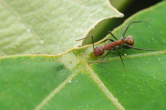Ant Drinking Water on Leaf