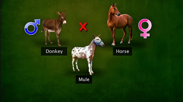 Interspecific hybridisation involves crossing different species, such as a horse and donkey, to produce hybrids.