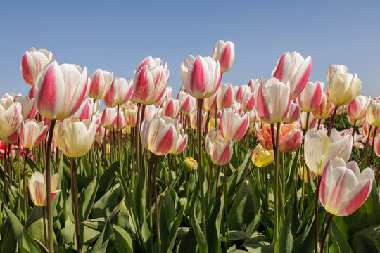 White and pink tulips blooming under a clear blue sky