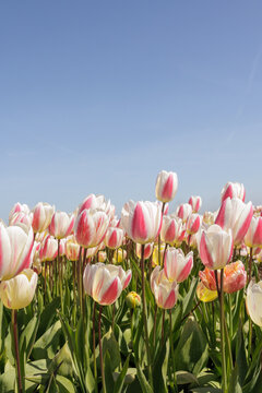 White and pink tulips blooming under a clear blue sky