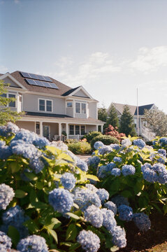 Garden  hydrangea exterior film 