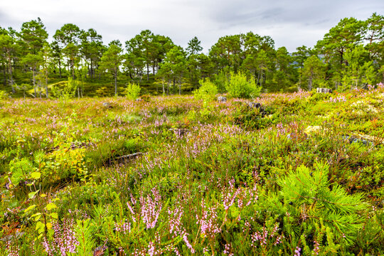 Bl&uuml;hendes Heidkraut in Nordland in Norwegen