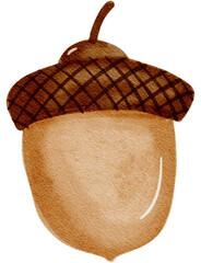 Acorn watercolor illustration  © Claudia