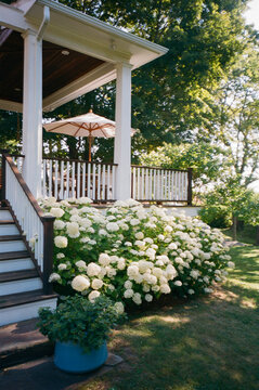Single family home porch umbrella  hydrangea exterior film 