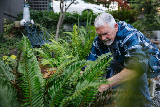 Senior man gardening in backyard with green ferns, candid and fo