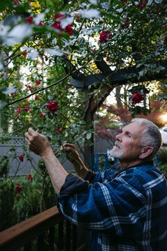 Senior man tending roses in backyard garden at golden hour
