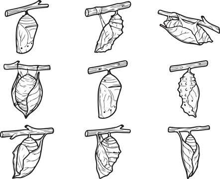 Butterfly cocoon line art collection, hand drawn chrysalis set of 9 icons, black and white insect metamorphosis illustrations