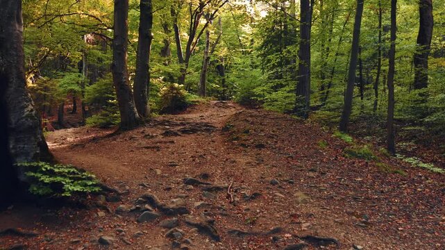 Cinematic view of a forest hiking trail surrounded by beech trees and autumn foliage in Vitosha, Bulgaria